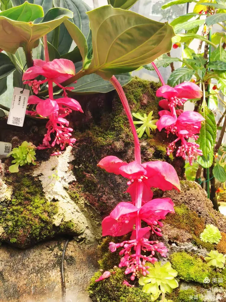 —游植物园,学习植物文化的艺术天地